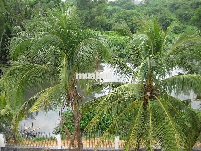 Phòng trọ cao cấp khu yên tịnh cạnh bờ sông