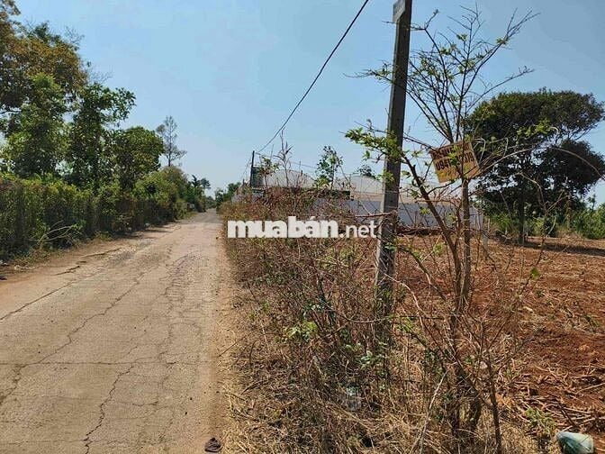 đất ngã 3 cây phượng Cưsue ngay khu công nghiệp Tân An