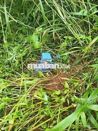 đất ngã 3 cây phượng Cưsue ngay khu công nghiệp Tân An