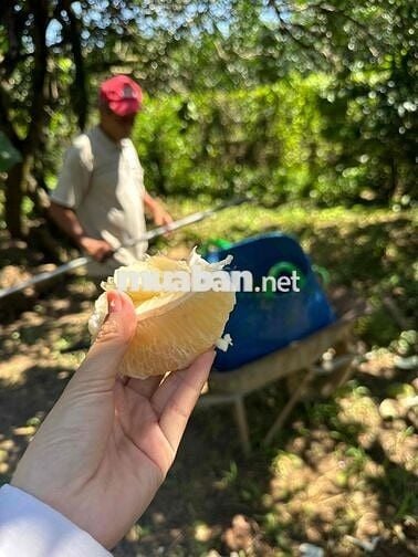 2587,9m2 230tr vườn bưởi có sẵn thổ cư