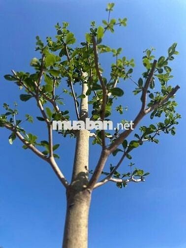 Cần sang nhanh miếng đất 250m2 nằm trên MT đường DH nhựa 32m ngay TTHC