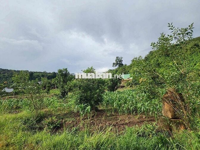 Liên Hà 1000m2, có 200m2 thổ cư xây nhà - xây view