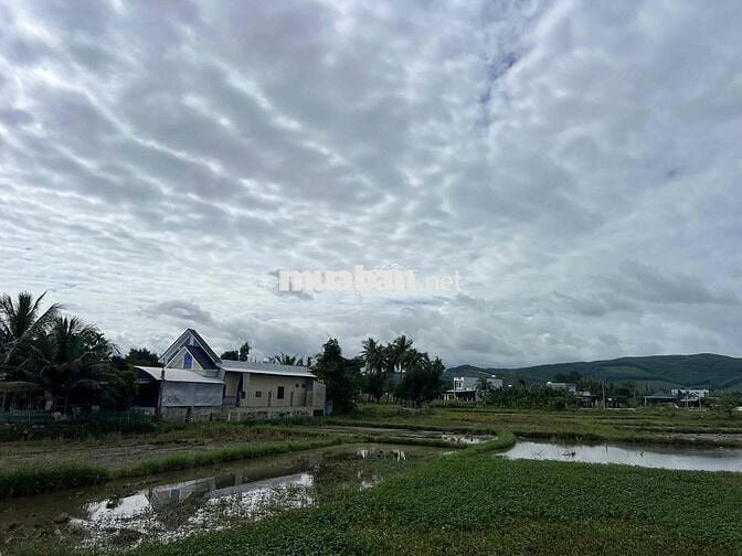 Bán lô đất tái định cư Hoà Khương view cánh đồng ruộng cực chill