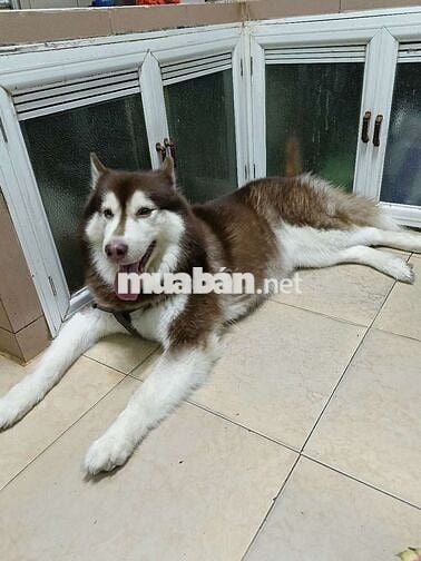 Chính chủ cần bán lô đất diện tích 61m2 kiệt Điện Biên Phủ, Đà Nẵng.