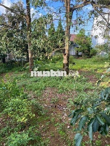 Bán đấn trong khu dân cư Thành Phố Bảo Lộc. Đã có sổ riêng.