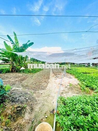 Bán đất thổ cư, nở hậu, đường xe tải gần chợ quang thắng