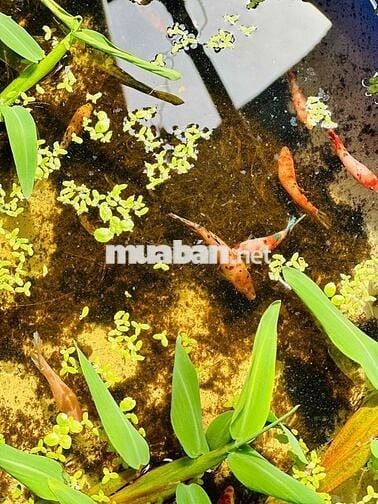 Nhà hiếm Tân Phú - 73tr/m2 - 02 mặt hẻm oto - DT 4x24 - 6.9xx tỷ