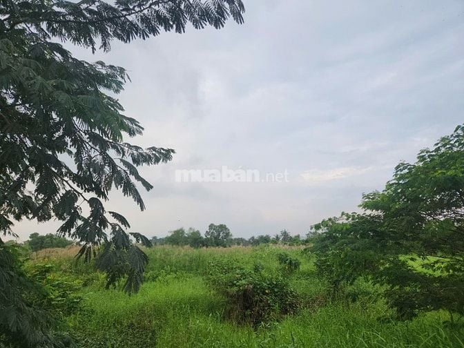 Bán Góc 2MT 1099M2 Thổ Ngay Đường DT830, ngay KCN Long sơn, Giá: 1.9Tỷ