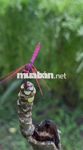 Lồ Đất Ngộp Trung Tâm Bình Long