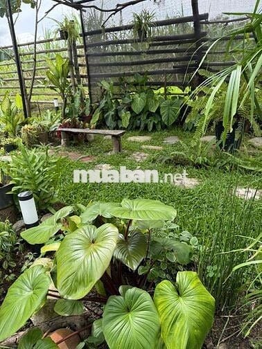 Lồ Đất Ngộp Trung Tâm Bình Long