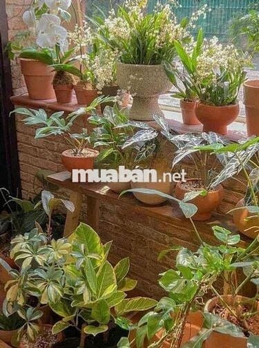 Cho Thuê Nhà Lê Văn Sỹ Q3 Ngang 6m Phù Hợp Ở & Kinh Doanh