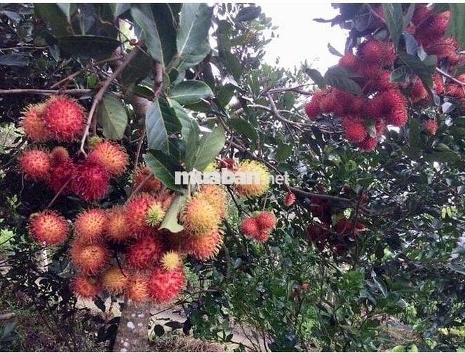 KHU DU LỊCH SINH THÁI LUNG TRÀM- CẦN THƠ-17.750M2- GIÁ CHỈ 42 TỶ