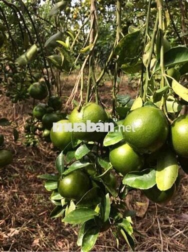 KHU DU LỊCH SINH THÁI LUNG TRÀM- CẦN THƠ-17.750M2- GIÁ CHỈ 42 TỶ