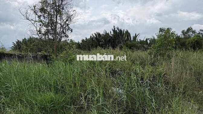 cẩn Bán 2 lô đất View sông Cần Giờ 5.000m2 và 3.300m2 giá 2tr/m2