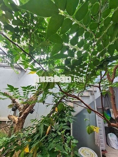 Cho thuê biệt thự sân vườn 4PN full nội thất sân oto