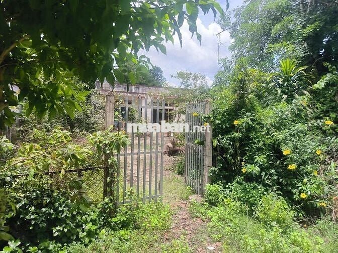 BÁN ĐẤT ĐẸP – MẶT TIỀN ĐƯỜNG SÔNG LU 2, BÌNH MỸ (HOÀ PHÚ) CỦ CHI