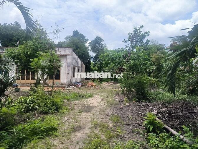 BÁN ĐẤT ĐẸP – MẶT TIỀN ĐƯỜNG SÔNG LU 2, BÌNH MỸ (HOÀ PHÚ) CỦ CHI