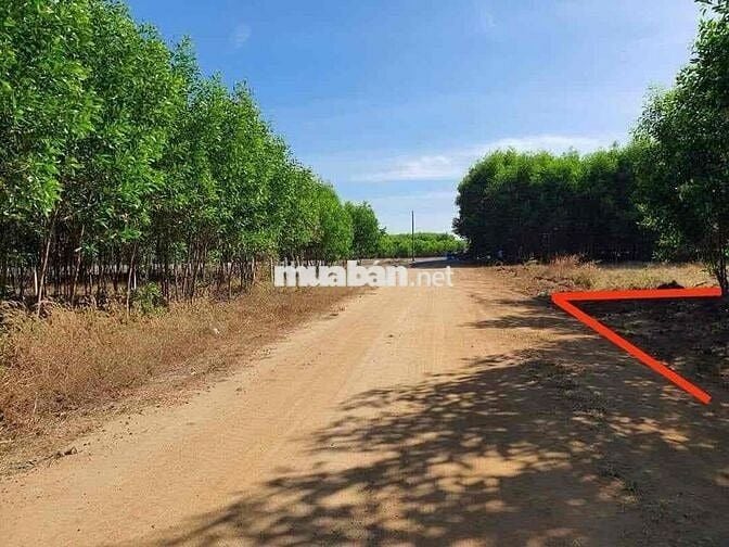 Mình chính chủ có lô đất Láng dài đất đỏ TPHCM . Dt 1000m2   ( 9,5x108