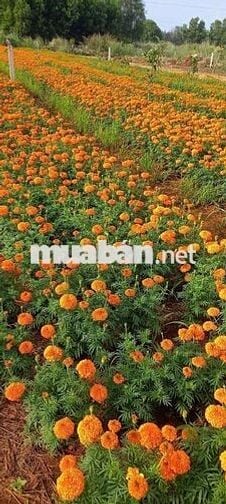 ĐẤT NỀN THỔ CỬ TRUNG TÂM THỊ TRẤN ĐẤT ĐỎ