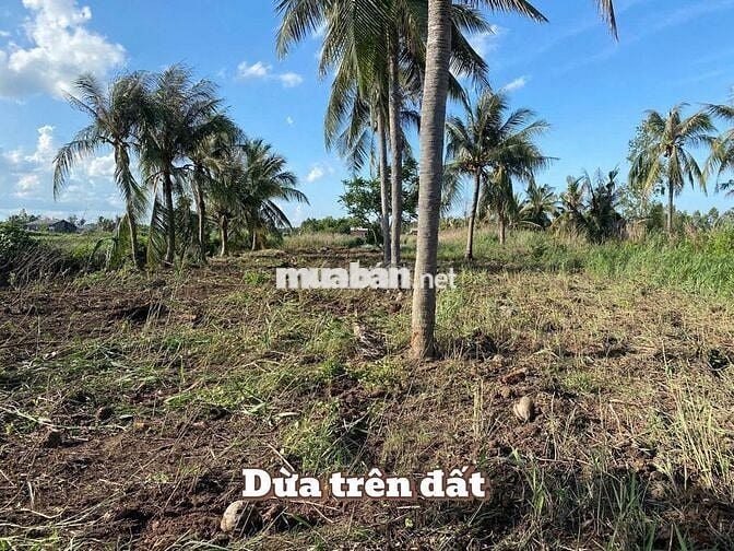 Bán đất mặt tiền sông Tân Phú Đông – 5.345m², giá 265tr/1.000m²