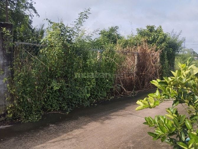 Bán gấp 877,9m2 đất ở MT Trần Văn Ngà, xã An Vĩnh Ngãi, TP.Tân An