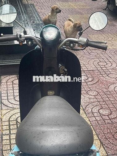 Bán xe Scoopy 50cc,Xe Ld,bst đời 2019,xe đẹp gtdd