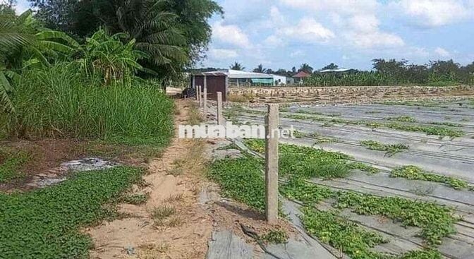 Nền 595m2 CLN - 7x78 - Lộ Oto 4m - Cách Chợ Mỹ Khánh 950m - Giá 2,6 Tỷ