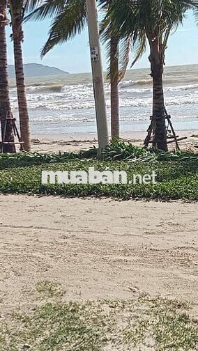 Đất đẹp mặt tiền đường 7m5 sát biển mân thái Sơn trà  giá chỉ 11 tỷ 6