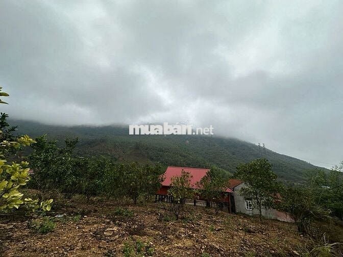 Đất rừng nở hậu,diện tích thực lớn hơn sổ,pháp lý sổ đỏ làm farmstay