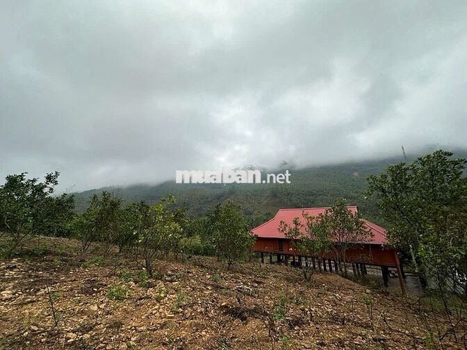 Đất rừng nở hậu,diện tích thực lớn hơn sổ,pháp lý sổ đỏ làm farmstay