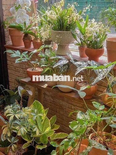 Cho Thuê Nhà Đường Lê Văn Sỹ, Quận 3 ( Ngang 6m - Nhà Đẹp Chill )