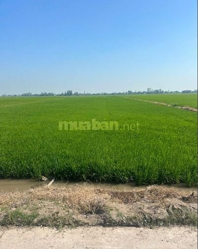 BÁN GẤP 14,5 ha ĐẤT MẶT TIỀN RỘNG – GIÁ CHỈ 1 tỷ/ha