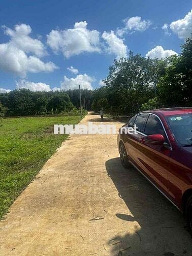 ĐẤT DẦU GIÂY 170m2 SỔ HỒNG THỔ CƯ FULL 585tt