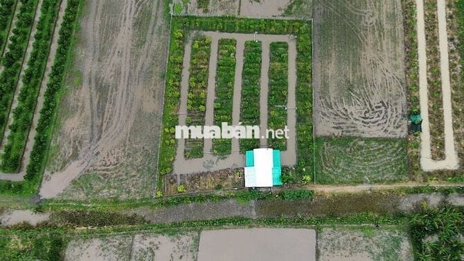 ĐẤT NGHỈ DƯỠNG 2000M2 CHỈ 1 TỶ 150 CÁCH KCN BÌNH MINH -CẦN THƠ 10 PHÚT