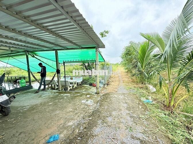 ĐẤT NGHỈ DƯỠNG 2000M2 CHỈ 1 TỶ 150 CÁCH KCN BÌNH MINH -CẦN THƠ 10 PHÚT