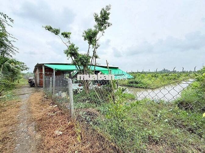 ĐẤT NGHỈ DƯỠNG 2000M2 CHỈ 1 TỶ 150 CÁCH KCN BÌNH MINH -CẦN THƠ 10 PHÚT