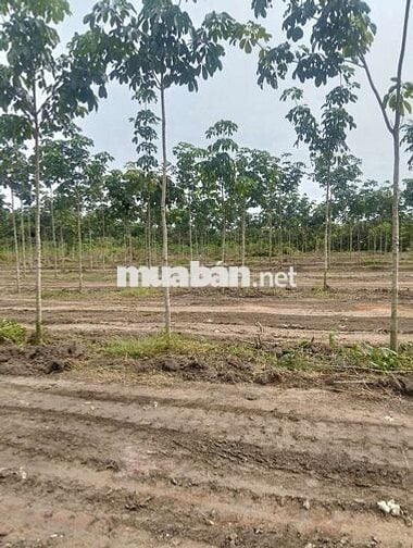 Bán đất trung tâm thị trấn tân phú