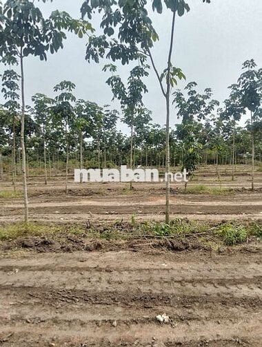 Bán đất trung tâm thị trấn tân phú