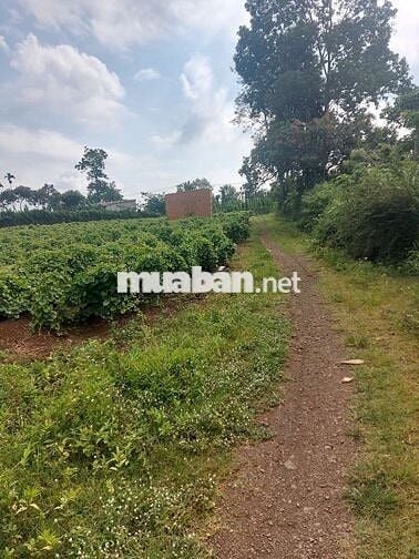 Đất tc sát chợ VD3, trường c1,c2, MG,  cách trung tâm TP BMT 20p