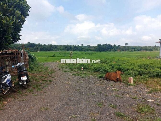 Đất tc sát chợ VD3, trường c1,c2, MG,  cách trung tâm TP BMT 20p