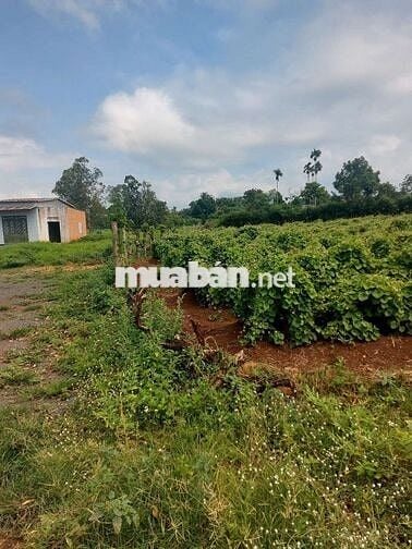 Đất tc sát chợ VD3, trường c1,c2, MG,  cách trung tâm TP BMT 20p