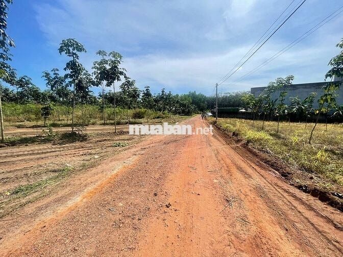 1100m2 cao su có 100m2 Ở ĐÔ THỊ, cách Khu Sinh thái hồ Suối Giai 1km