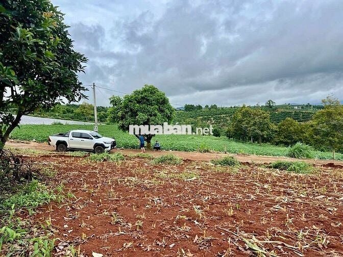 LÂM ĐỒNG VIEW HỒ PHÚC THỌ, 1 000m có 100m thổ CHỈ 849TR