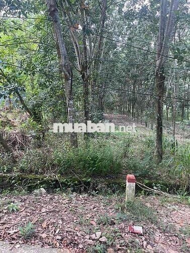 Ngân hàng thanh lý 3.554m² Tại TT Phước Vĩnh, Phú Giáo, Bình Dương