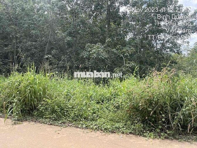 Ngân hàng thanh lý 3.554m² Tại TT Phước Vĩnh, Phú Giáo, Bình Dương