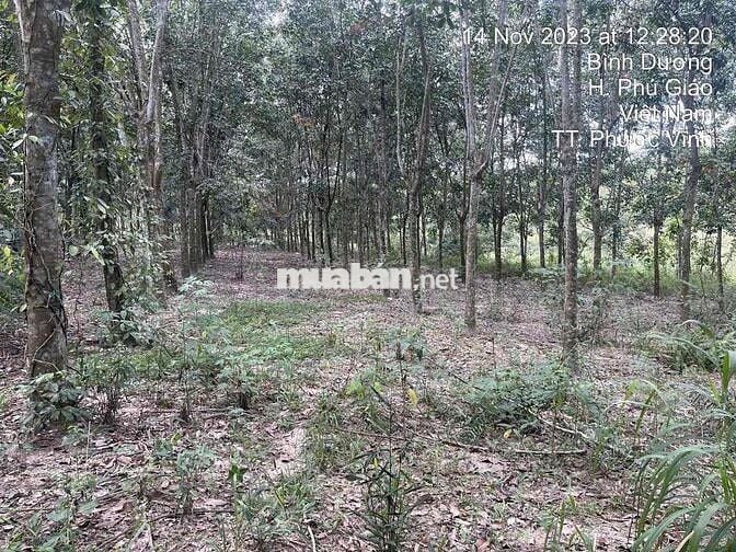 Ngân hàng thanh lý 3.554m² Tại TT Phước Vĩnh, Phú Giáo, Bình Dương