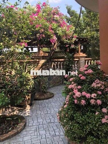 CHO THUÊ BIỆT THỰ SÂN VƯỜN TƯƠNG BÌNH HIỆP- BÌNH DƯƠNG (GC)