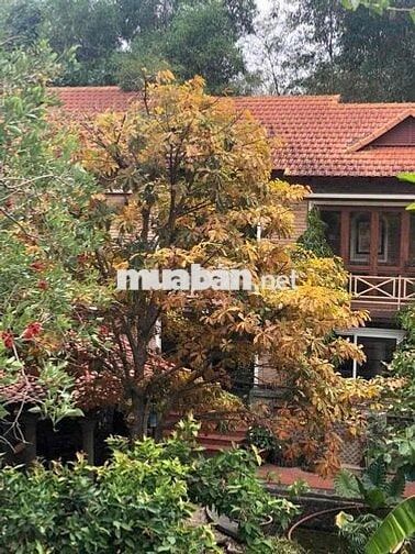 CHO THUÊ BIỆT THỰ SÂN VƯỜN TƯƠNG BÌNH HIỆP- BÌNH DƯƠNG (GC)