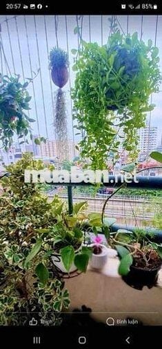 Căn hộ TT Cầu Giấy, diện tích thông thủy 90m thiết kế 3pn có ánh sáng.