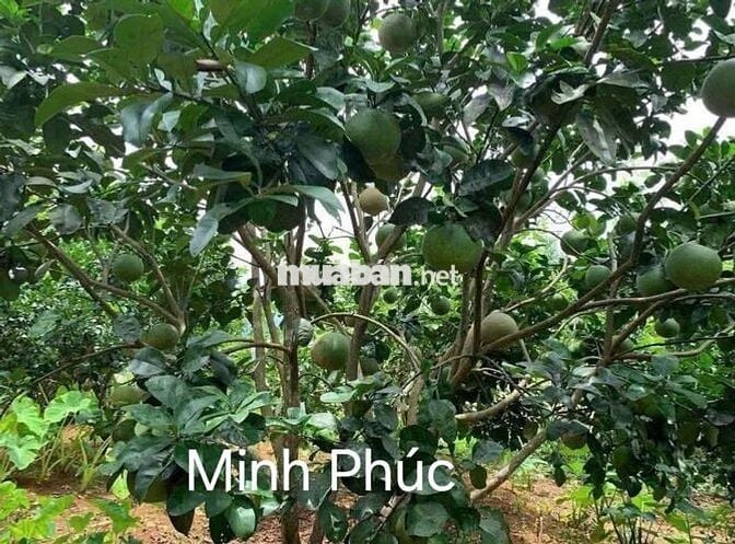 Chủ nhà ngộp bank cần thanh lý gấp căn nhà vườn 210tr